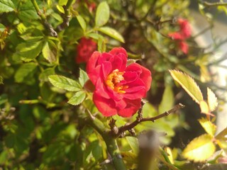 Rose Flower in the flower Pot