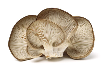 oyster mushroom on white background