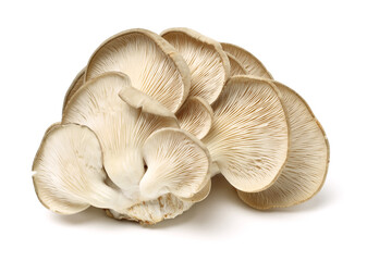 oyster mushroom on white background