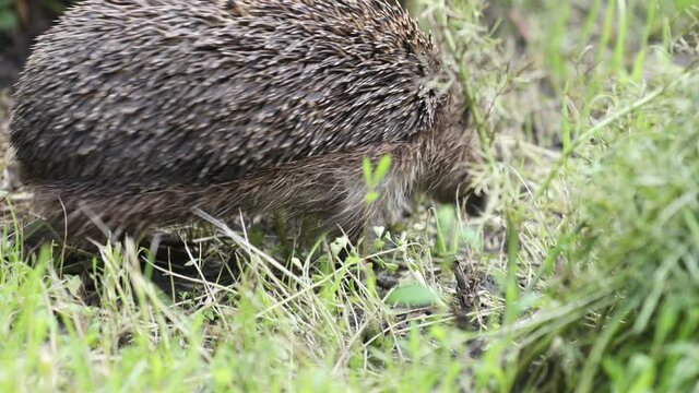 Hedgehog in the garden walking around, close up, scientific name - Erinaceus europaeus, also known as European hedgehog or common hedgehog