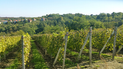 Fototapeta na wymiar grape rows on green hill in Slatina - Croatia