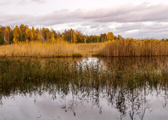 autumn landscape with a beautiful lake, colorful trees on the shore of the lake in autumn colors, reeds in the foreground, autumn