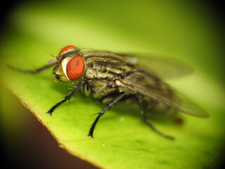 Fototapeta premium fly on the leaf