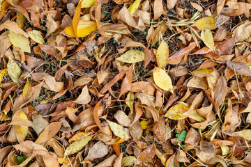 Colorful Autumn Leaves on The Ground