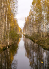 autumn landscape with a bog ditch, colorful trees on the side of the ditch, white birch trunks and yellow leaves reflected in the water of a dark bog ditch