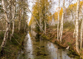 autumn landscape with a bog ditch, colorful trees on the side of the ditch, white birch trunks and yellow leaves reflected in the water of a dark bog ditch