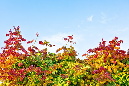 Autumn Leaves Color Spectre And Bright Blue Sky Background