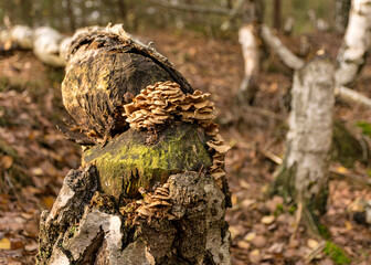 old beaver barked tree, tree trunk with autumn mushrooms, autumn