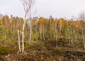 autumn landscape from a peat bog, vegetation characteristic of a developed bog, small deformed...
