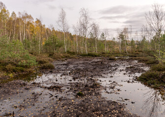 autumn landscape from a peat bog, vegetation characteristic of a developed bog, small deformed birches, autumn colors