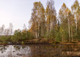 autumn landscape from a peat bog, vegetation characteristic of a developed bog, small deformed...