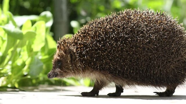 Hedgehog in the garden walking around, close up, scientific name - Erinaceus europaeus, also known as European hedgehog or common hedgehog