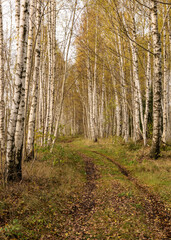 golden autumn, colored trees in autumn forest, white friction trunks in contrast to yellow foliage, forest walkway, autumn