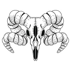 Vector realistic animal scull with horns. Eps 10  illustration can be used for party invitation, design template, greeting card, patterns fill, posters,logo, tattoo, branding. Design element 