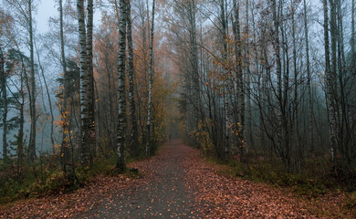 Obraz premium Trail in the autumn forest in a blue haze in the early morning