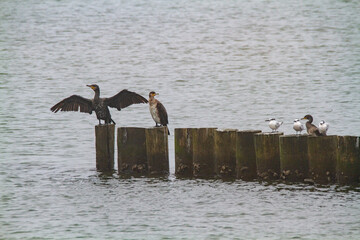 cormorant valleys of Comacchio adriatic sea po delta regional park