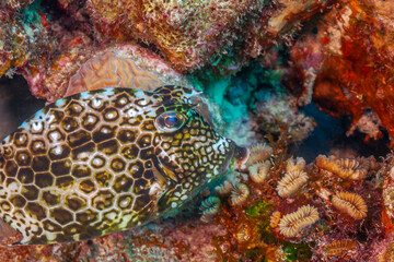  honeycomb cowfish ,Acanthostracion polygonius,