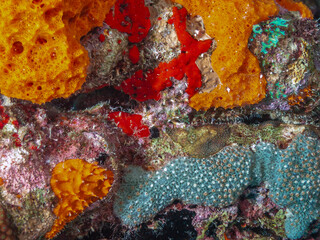 red,yellow, turret,encrusting sponge,Clathria oudekraalensis is a species of sea sponge