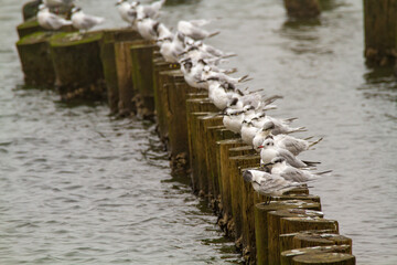 Sandwich terns bird valleys of Comacchio adriatic sea po delta regional park