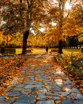 Tree park alley in autumn. Location: Vigelandsparken, Oslo, Norway