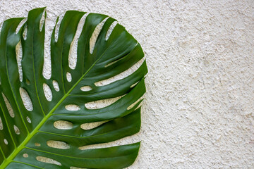 Large green monstera leaf isolated on a white background of rough plaster. Space for your text