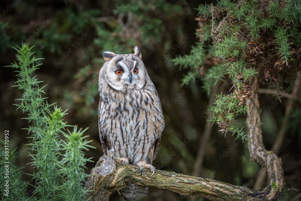 Aufkleber An alert long eared owl is perched on a branch looking slightly up to the right with large wide open orange eyes and it is surrounded by gorse