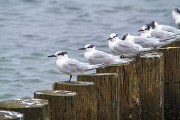 Sandwich terns bird valleys of Comacchio adriatic sea po delta regional park