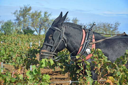 Animal : bardot attelé à une charrue pour labourer entre les rangs de vigne.