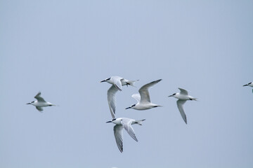 Sandwich terns bird valleys of Comacchio adriatic sea po delta regional park