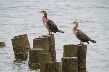 cormorant valleys of Comacchio adriatic sea po delta regional park