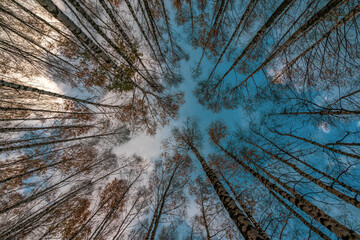 Low angle view of birch forest looking up at sky