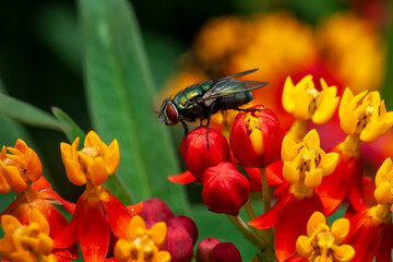 housefly,Musca domestica i