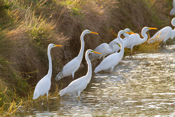white heron valleys of Comacchio adriatic sea po delta regional park