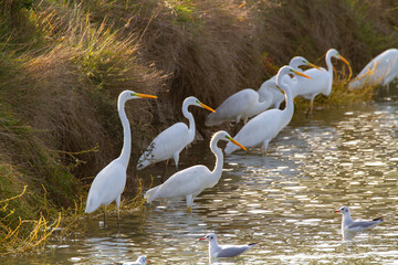 white heron valleys of Comacchio adriatic sea po delta regional park