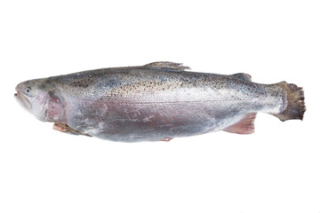 Fresh raw rainbow trout in clear plastic bag on isolated white background. Aquaculture fisheries. Vegetarian foods. Chopped chilled fish. Commercial packaging