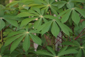 Leaves of the cassava plant