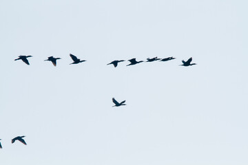 cormorants hunting the po delta