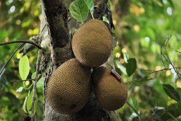The jackfruit or Artocarpus heterophyllus, also known as jack tree