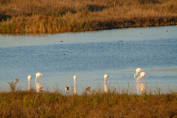 sunset valleys of Comacchio adriatic sea po delta regional park