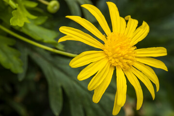 yellow flower