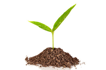 Heap soil  with a green sprout, isolated on white , eco concept, copy space