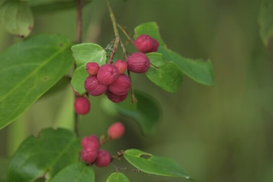 Euonymus europaeus, the spindle, European spindle, or common spindle, is a species of flowering plant in the family Celastraceae