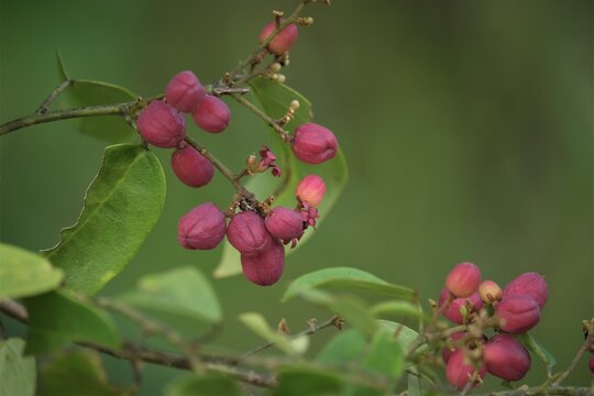 Imágenes de Celastraceae: descubre bancos de fotos, ilustraciones ...