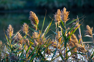 valleys of Comacchio adriatic sea po delta regional park
