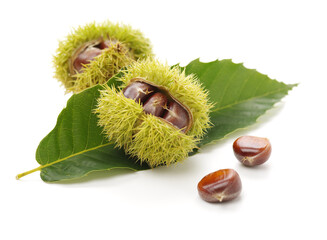 chestnut on a white background