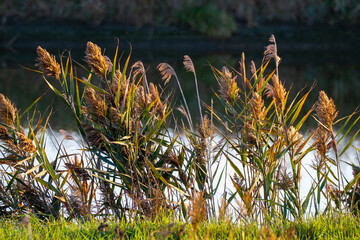 valleys of Comacchio adriatic sea po delta regional park