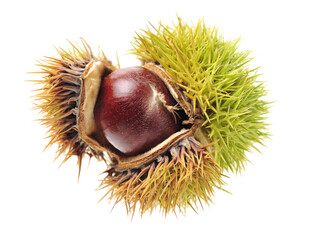 chestnut on a white background
