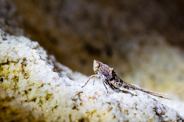 A weird insect looking like machilidae found onshore Georges river