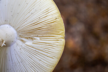 background under the hat of the mushroom with reeds in the woods