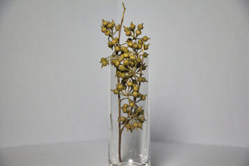 Eucalyptus globulus Labill, plant on the wall